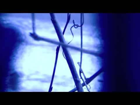 Animal by Dacada Summer