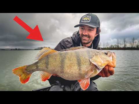 Hier ist ALLES voller Riesen-Barsche! 😱 (Unglaublicher Angeltag)