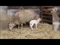 Lammetje geboren in Ermelo