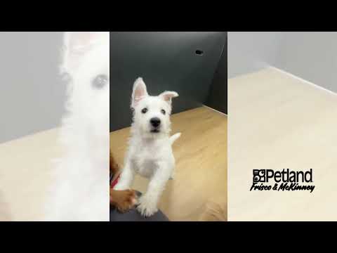 West Highland White Terrier - 40236 video preview