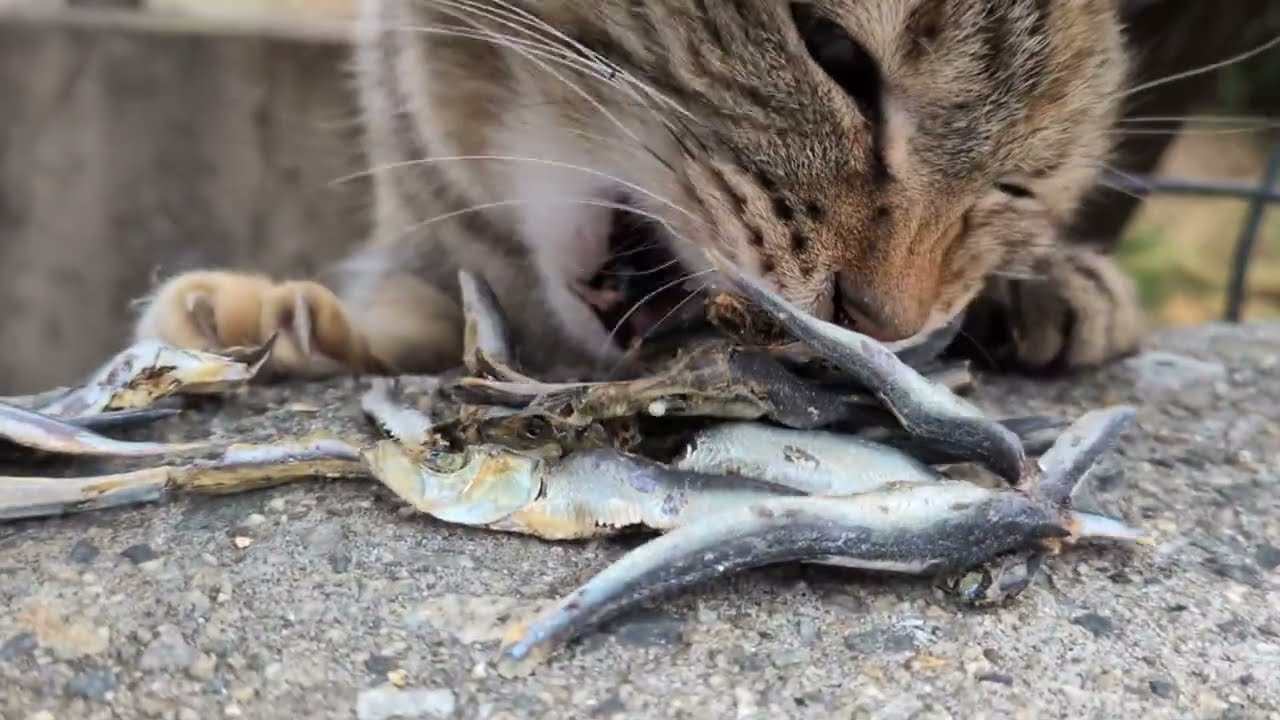 ラック君3日目の状況　あのTNRの猫達は？