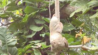 preview picture of video '3-Teen Luiaard ( Sloth) in Cahuita (Costa Rica)'