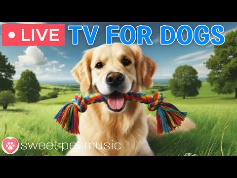 🔴24 Hours of Dog TV🎵🐶Calming Music for Dogs with Anxiety🐾🩷Dog Stress Relief & Deep Relaxation Music