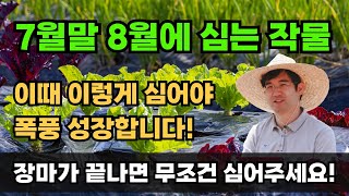 7월에 심는작물 8월에 심는작물 심는시기 심는방법 텃밭 채소