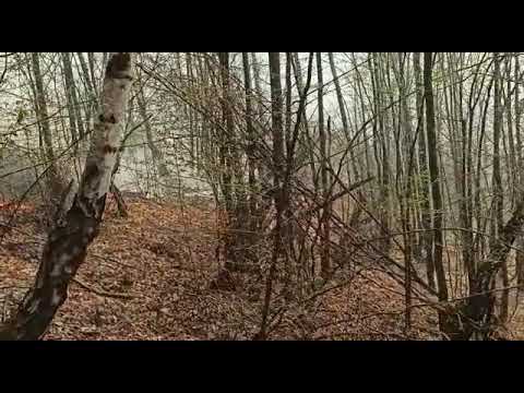 Foc în pădurea din Budureasa: Mai mulţi arbori s-au făcut scrum