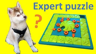 Should you buy a Level 4 dog puzzle?  (Nina Ottosson MultiPu