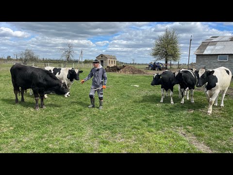 Забираємо великі прибутки від бичків! Відгодівля!