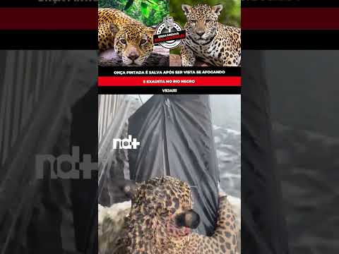 ONÇA PINTADA É SALVA APÓS SER VISTA SE AFOGANDO NO RIO NEGRO #shorts