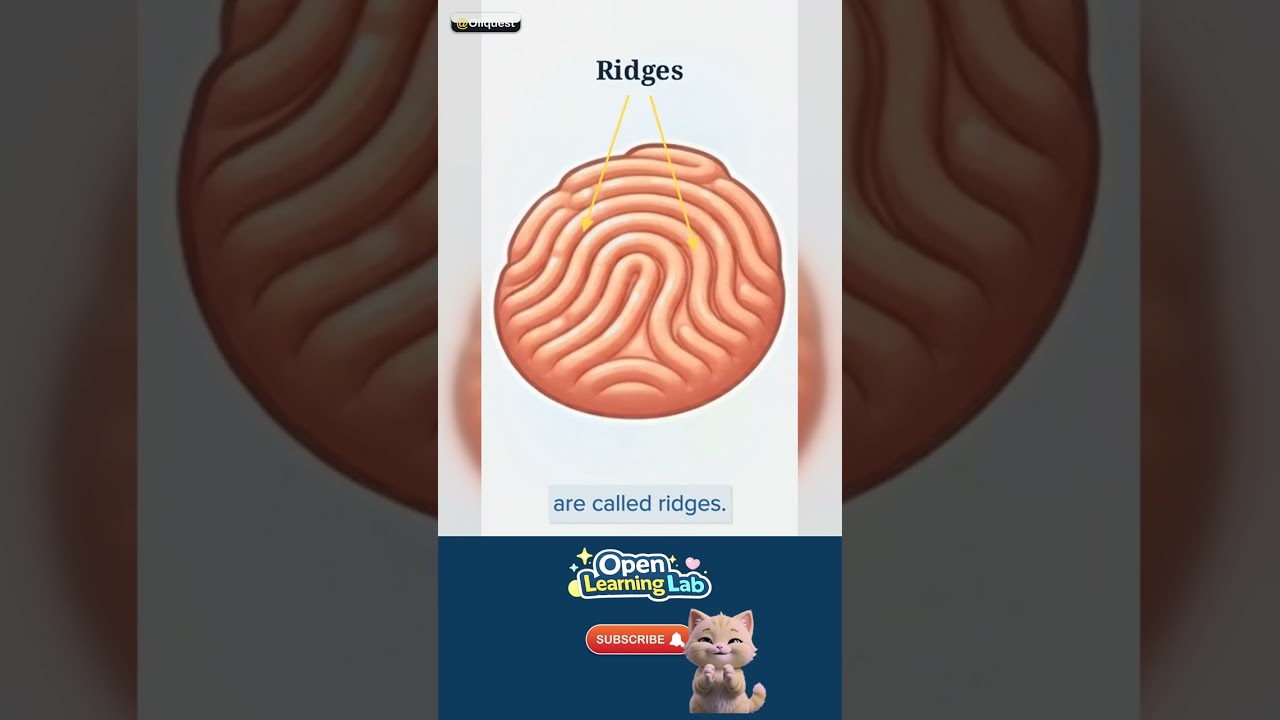 Why Do We Have Fingerprints? — What it really is 🚀 #Shorts
