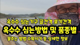옥수수 심는방법 #2 모종으로 심기 심는기구 간격 폭 멀칭비닐 등 [옥수수재배방법] 대학찰옥수수 미흑찰