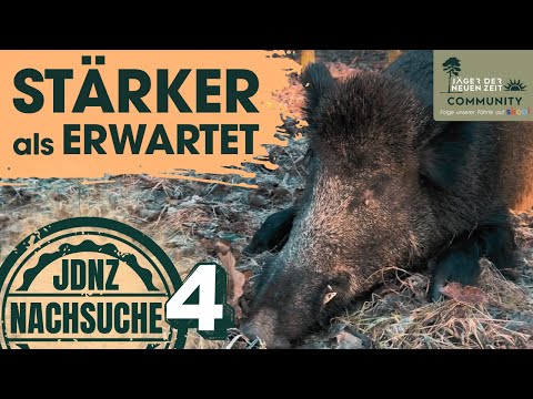 "The dog is always right! Tracking of a middle-aged boar carried out with the highest precision."