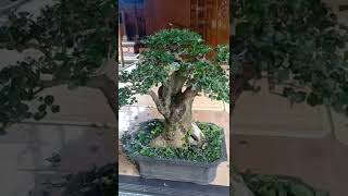 Download lagu pruning bonsai serut #bonsai #serut #pruning #bonsaibali mp3 Download lagu pruning bonsai serut #bonsai #serut #pruning #bonsaibali mp3