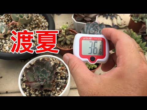 多肉植物渡夏