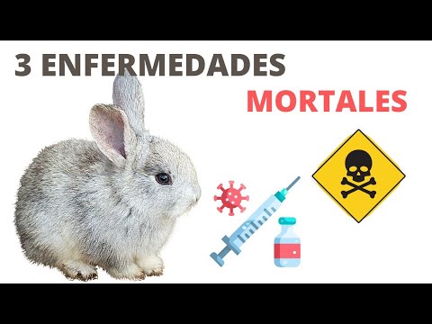 , title : 'Las 3 Enfermedades Más Comunes en CONEJOS, Síntomas y Como Prevenirlas'