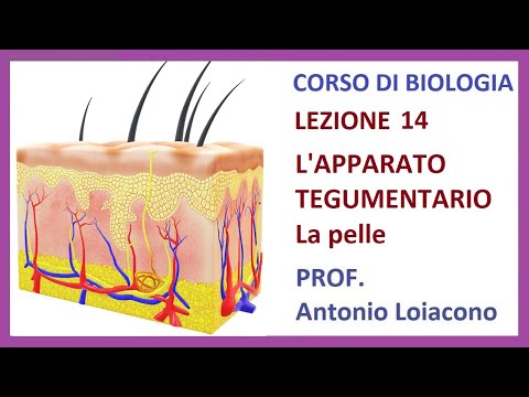 CORSO DI BIOLOGIA - Lezione 14 - L'apparato Tegumentario