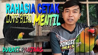 Download lagu BONGKAR RAHASIA🔴 CETAK LOVE BIRD FIGHTER MENTIL DURASI PANJANG mp3 Download lagu BONGKAR RAHASIA🔴 CETAK LOVE BIRD FIGHTER MENTIL DURASI PANJANG mp3