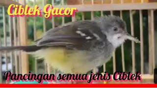 Download lagu CIBLEK JANTAN BETINA BIRAHI GACOR NGOTOT MEMANGGIL BETINA mp3 Download lagu CIBLEK JANTAN BETINA BIRAHI GACOR NGOTOT MEMANGGIL BETINA mp3