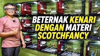 Download lagu CANARY BREEDERS‼️SCOTCHFANCY studs are the mainstay for producing chicks... mp3