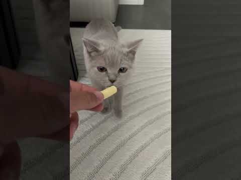 Ich kann dir das nicht geben das ist giftig für dich #gift #cat #abonnieren #katze #catlover