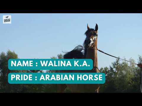 Arabian Horse WALINA K.A - Equiborn K.A. x Wayadera