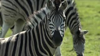 Parc Safari - Cet été, c’est ici qu’on s’amuse ! 