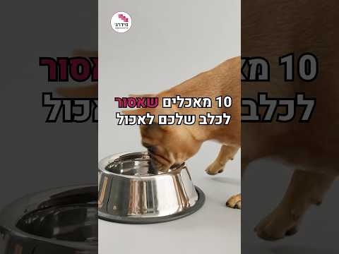 10 דברים שאסור לכלב לאכול - אל תעשו את הטעות הזו
