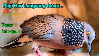 Download lagu Putar ini saja..!! Pagi Hari Langsung Gacor || TEKUKUR GACOR suara merdu ahlinya PANCINGAN TEKUKUR mp3