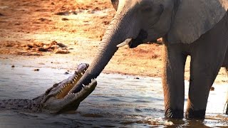 Crocodile Attacks Elephant at Watering Hole