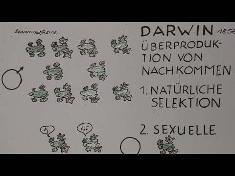 Warum Frösche fliegen können – Evolutionstheorie nach Darwin