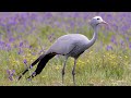 The blue crane, the national bird of South Africa, beautiful magnificent blue crane ||