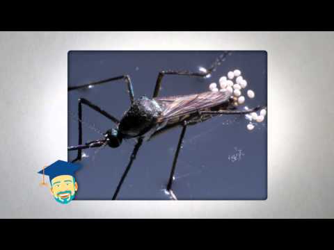 Ask the Pest Professor about Mosquitoes in Winter