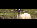 Taylor Swift Screaming Goat 