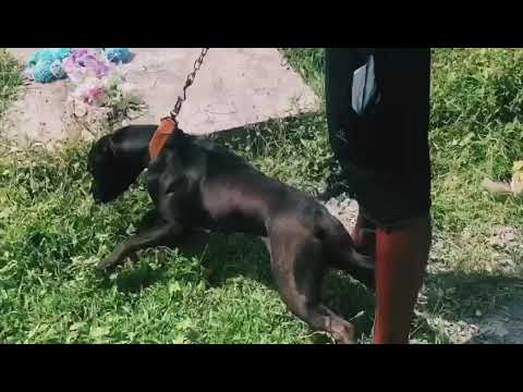 Roach - what's going on (offical video )