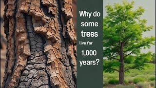 🌳 Why Do Some Trees Live for 1,000 Years? | The Science of Tree Longevity | Amazing Planet