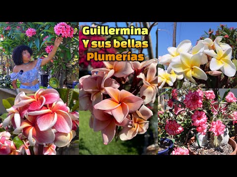 The plumeria paradise in Guillermina's garden