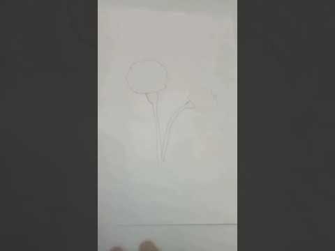 Marigold flower | #shorts