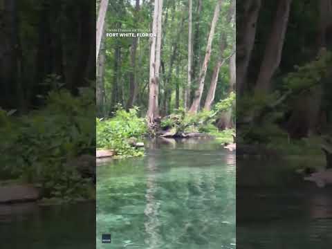 Didn't expect to see that! Shocking moment women floating on river see alligator #Shorts