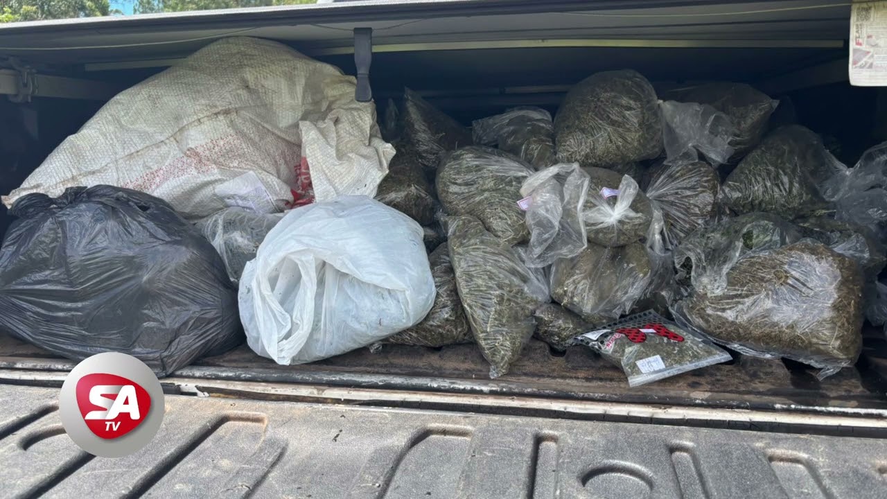 Operação da Polícia Civil e Militar encontra plantação irregular de maconha no interior de Itapiranga