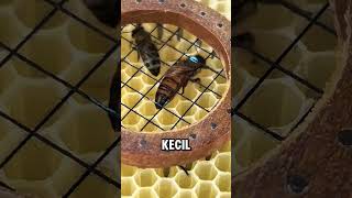Download lagu This Guy Has a Unique Way of Finding the Queen Bee 🐝 mp3
