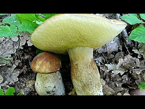 Raspucali Vrganji 18.05.2019.