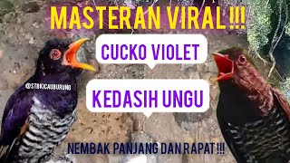 Download lagu MASTERAN VIRAL 2025 / 2026!!! SUARA BURUNG KEDASIH UNGU/ CUCKO VIOLET NEMBAK PANJANG @STBKICAUBURUNG mp3 Download lagu MASTERAN VIRAL 2025 / 2026!!! SUARA BURUNG KEDASIH UNGU/ CUCKO VIOLET NEMBAK PANJANG @STBKICAUBURUNG mp3