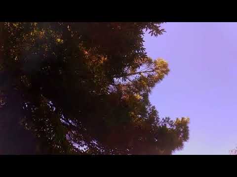 Ernesto Díaz, Alessandro Podestá y Guzmán Rivero - Cami (hasta hacer pie)