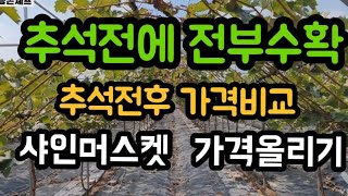 샤인머스켓 수확~2년생 샤인 수확후~가격비교 경매가격  #샤인머스켓재배기술 #2년3년4년5년생포도수확시기가격…