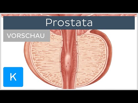 Prostatitis amit nem tudsz