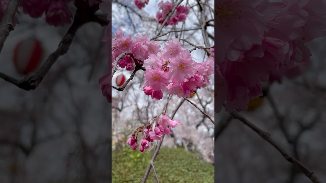 YouTube Short thumbnail