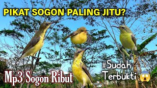 Download lagu SUARA PIKAT BURUNG SOGON PALING JITU 🔥 | Sogon Langsung Nyaut & Mendekat😱 mp3