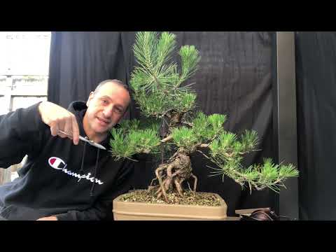 Japanese black pine decandling, needle plucking and wiring (December) Summer 2021