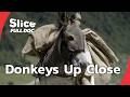 Donkeys Loyal Smart And Misjudged FULL DOCUMENTARY
