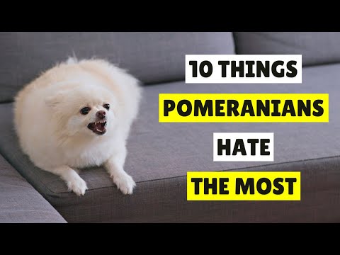 10 Things Pomeranian Dogs Hate the Most