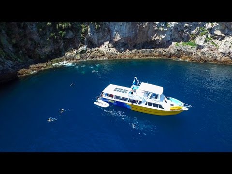 Dive Tutukaka - Exploring the Poor Knights!